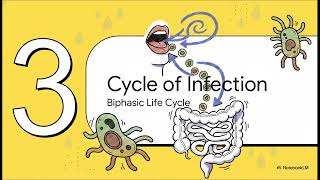 Amoebiasis – Transmission, Pathogenesis, Diagnosis &amp; Treatment