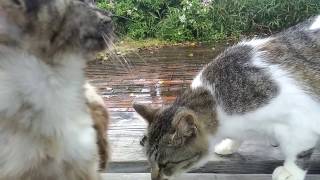 雨の公園、野良猫ちゃん達は東屋で雨宿り