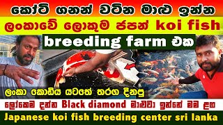 ලංකාවේ ලොකුම ජපන් KOI breeding ෆාම් එක|ලෝකෙම දන්න black diamond ඉන්නේ මගේ ළග|OYA NISHIKIGOI Koi Fish