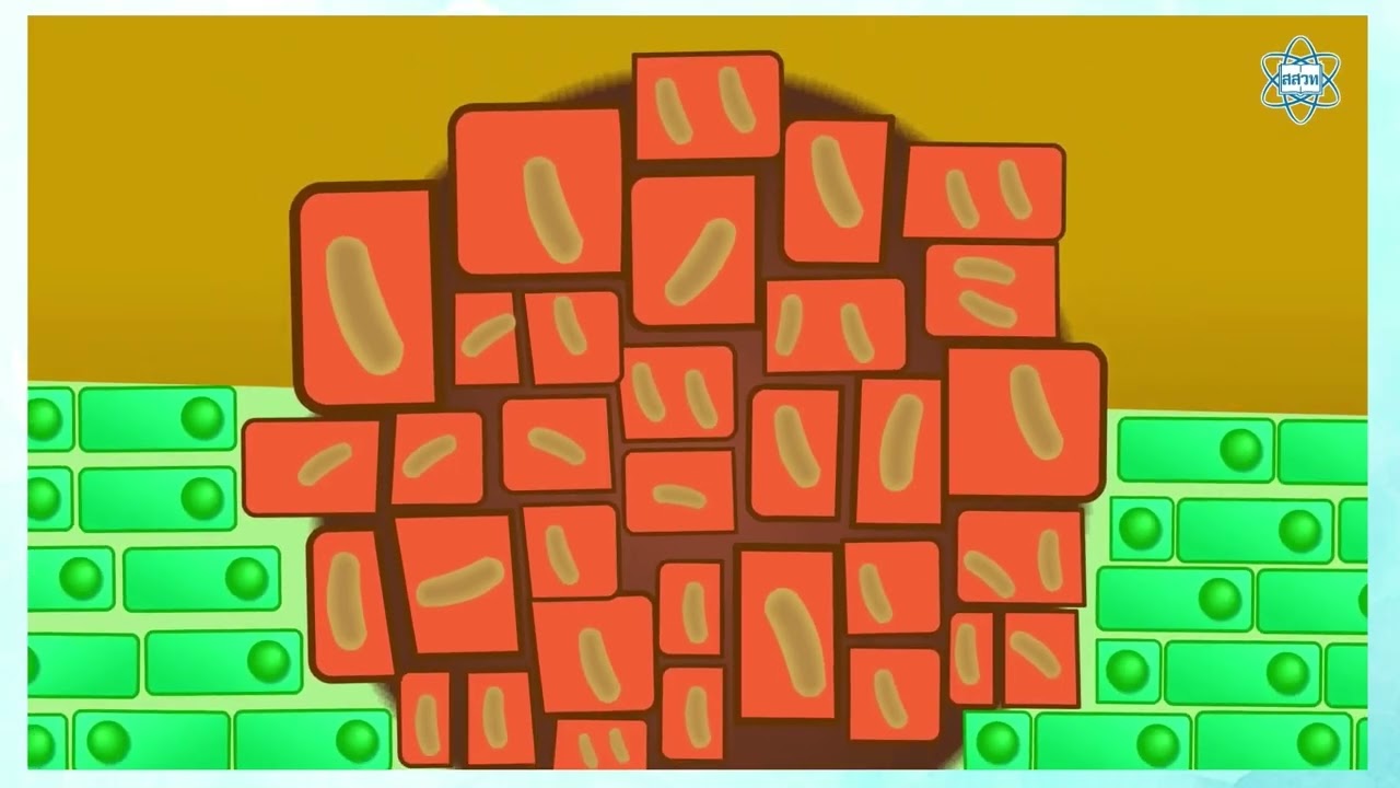 บทบาทของพืชตระกูลถั่ว (Leguminous plants) ต่อคุณภาพสารอาหารของวัวนม