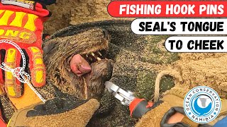 Fishing Hook Pins Seal's Tongue To Cheek