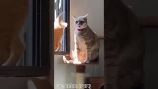 顔に面白い猫のおなら ? cute funny funnyvideo funnyanimals funnycat