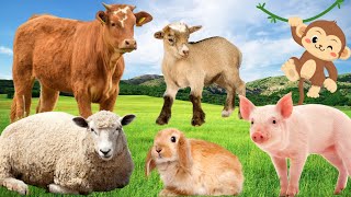 Have fun with animals - Cows, pigs, dogs, monkeys, sheep - Familiar animals by Animal Paradise 35,596 views 1 year ago 9 minutes, 24 seconds