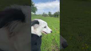 Border Collie Steve and Horse Treacle are Best Friends