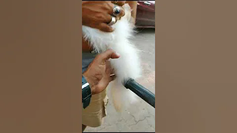 Video 5789031: himalayan male cat