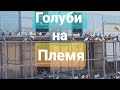 Голуби 2 племенных отсека(Обзор)Pigeons 2 Tribal Compartments (Overview)