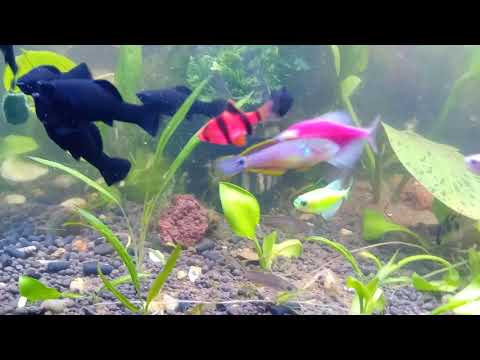 Ковровый элеотрис Tateurndina ocellicauda
