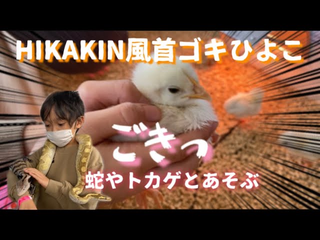 Hikakin風首ゴキひよこちゃん 蛇やトカゲと遊びました Youtube