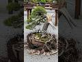 「盆栽なんてただの雑草だ!」と老人の盆栽を破壊する地上げ屋!だがその盆栽の本当の持ち主を知った時、奈落の底へ落ちていく!#シニア #スカッとする話 #感動する話 #朗読