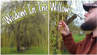 Wisdom In The Willows  - Can This Tree Take Pain Away? 🌳 by Home Is Where Our Heart Is 4,706 views 1 month ago 9 minutes, 29 seconds