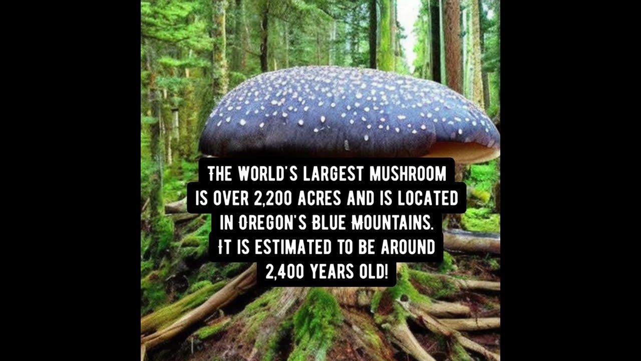The World s Largest Mushroom In Oregon YouTube the-world-s-largest-mushroom-in-oregon-youtube