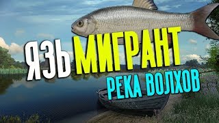 РУССКАЯ РЫБАЛКА 4. Фарм серебра на Волхове. Язь на бойлы с пристани + спин