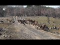 Разселват интензивно елен лопатар в района на Кърджали, но бракониери създават проблеми