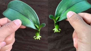 : The surprising truth is that orchid roots grow more than expected