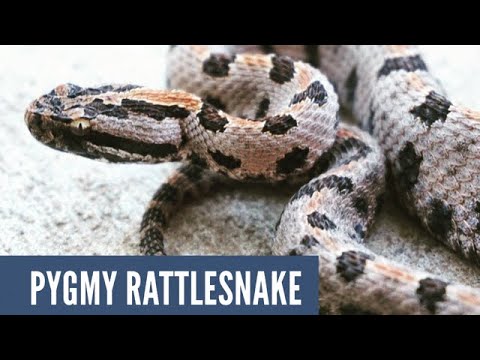 creek county jail inmate roster TINY PYGMY RATTLESNAKE USING HIS RATTLE 6-15-18