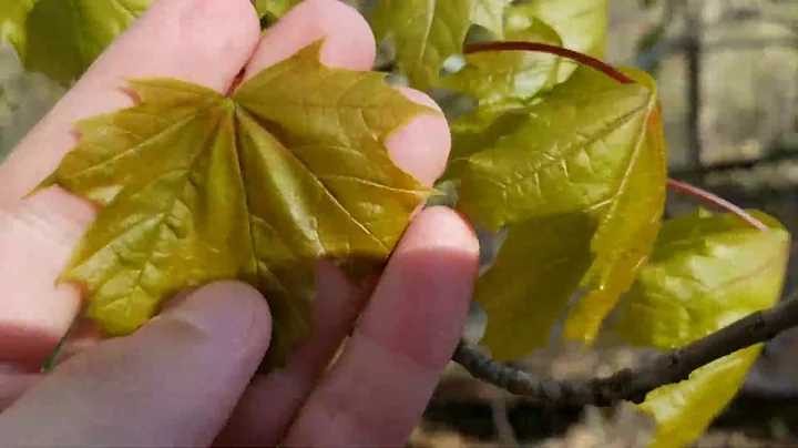 Norway Maple - Invasive Species of North America