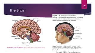 Chapter 3: Biological Psychology (Module 3) - October 28th