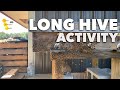 Long Hive Activity [Update on the Long Hive]