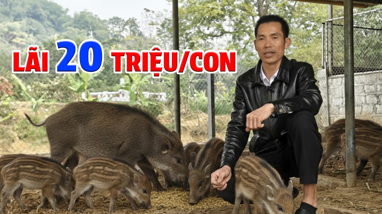 Nuôi Lợn Rừng Indo Lãi 20 Triệu/Con – Giá Bán 450.000đ/kg | Mô Hình Chăn Nuôi Hiệu Quả 2026
