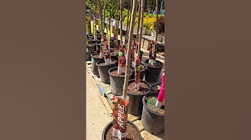 🌸NGẮM TRĂM HOA KHOE SẮC XUÂN NỞ RỰC RỠ Ở MỸ #flowers #nice #cherryblossom #spring #america #vietnam