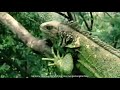 Kehidupan Iguana di Alam Liar | Green Iguana | Reptile / Reptil