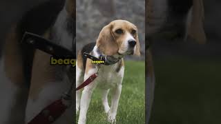 5 easiest to own dog breeds #dogs #doglover