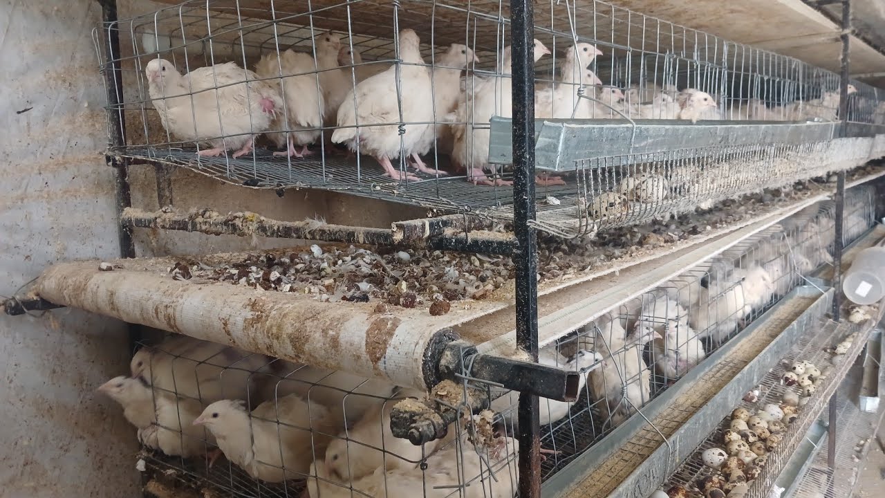 Секрети ‼️ Видалення посліду за копійки ‼️ Клітка для перепілок ‼️ Яйцем засипано ‼️