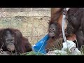 Baby Orangutan LOKI 14 - Plays with toys and can walk more.