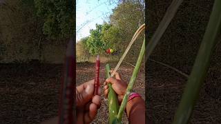 Easy Bamboo Slingshot #Ramcharan110 #Shorts_Videos  #Bamboo_Craft #Slingshot