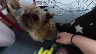 So Many Pets! - 2016 VLOGMAS DAY 12! So Many Pets! - 2016 VLOGMAS DAY 12!
