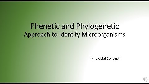 Phenetic and phylogenetic approaches to identifying microorganism | Taxonomy