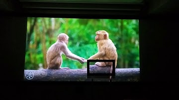 Acoustic Transparent Projection Screen and Silver Screen Comparison