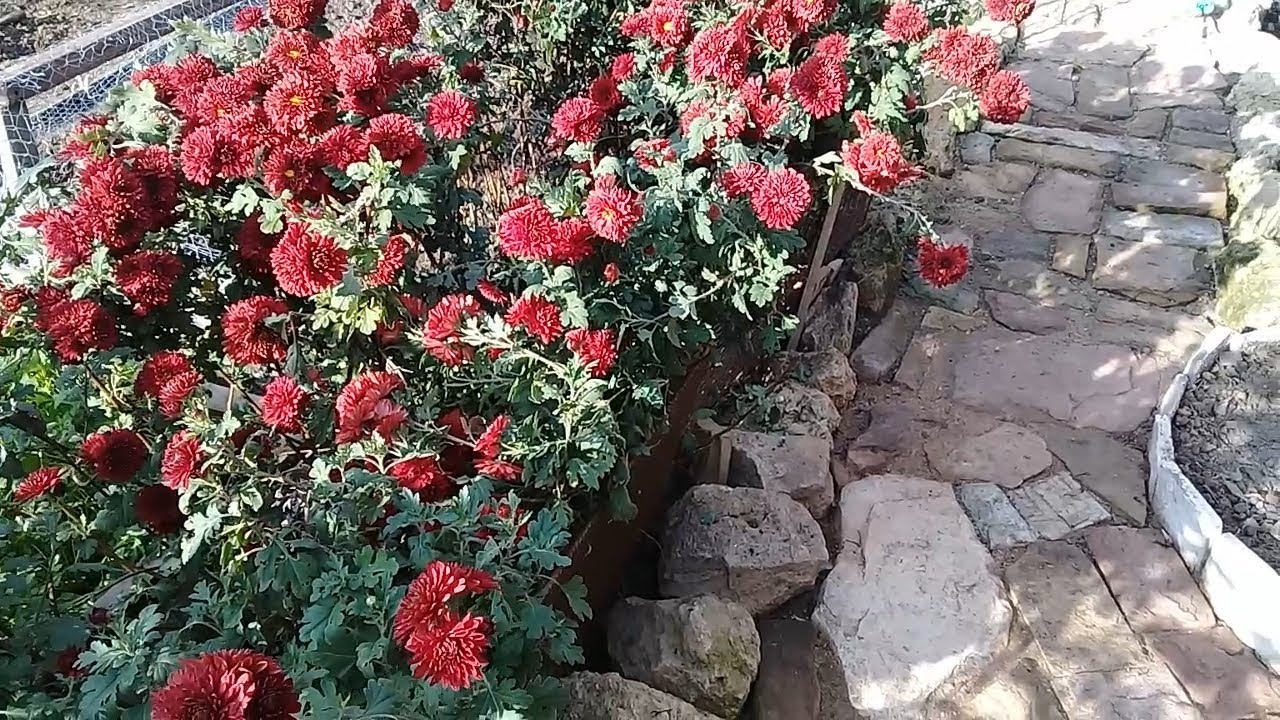 Хризантема ДУБКИ. Деление куста