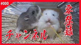 #000 【ハムスター】/Hamster  チャンネル登録促進用　Please subscribe to my channel