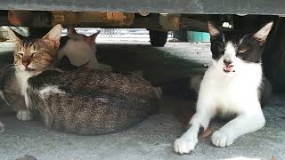 The heat is HOT & the ground is DRY but the air is full of sound #CAT #GATOS #summerheat by Ze Cabreira's Journal 358 views 4 weeks ago 7 minutes, 26 seconds
