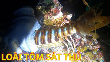 Nghề Lặn Biển Săn Tìm Sát Thủ Đại Dương Tập 2: Tôm Tít Chúa