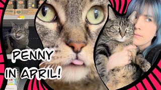 Penny the talking cat , all of April's shorts!