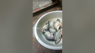 Cá phi ơi nướng muối ớt nha