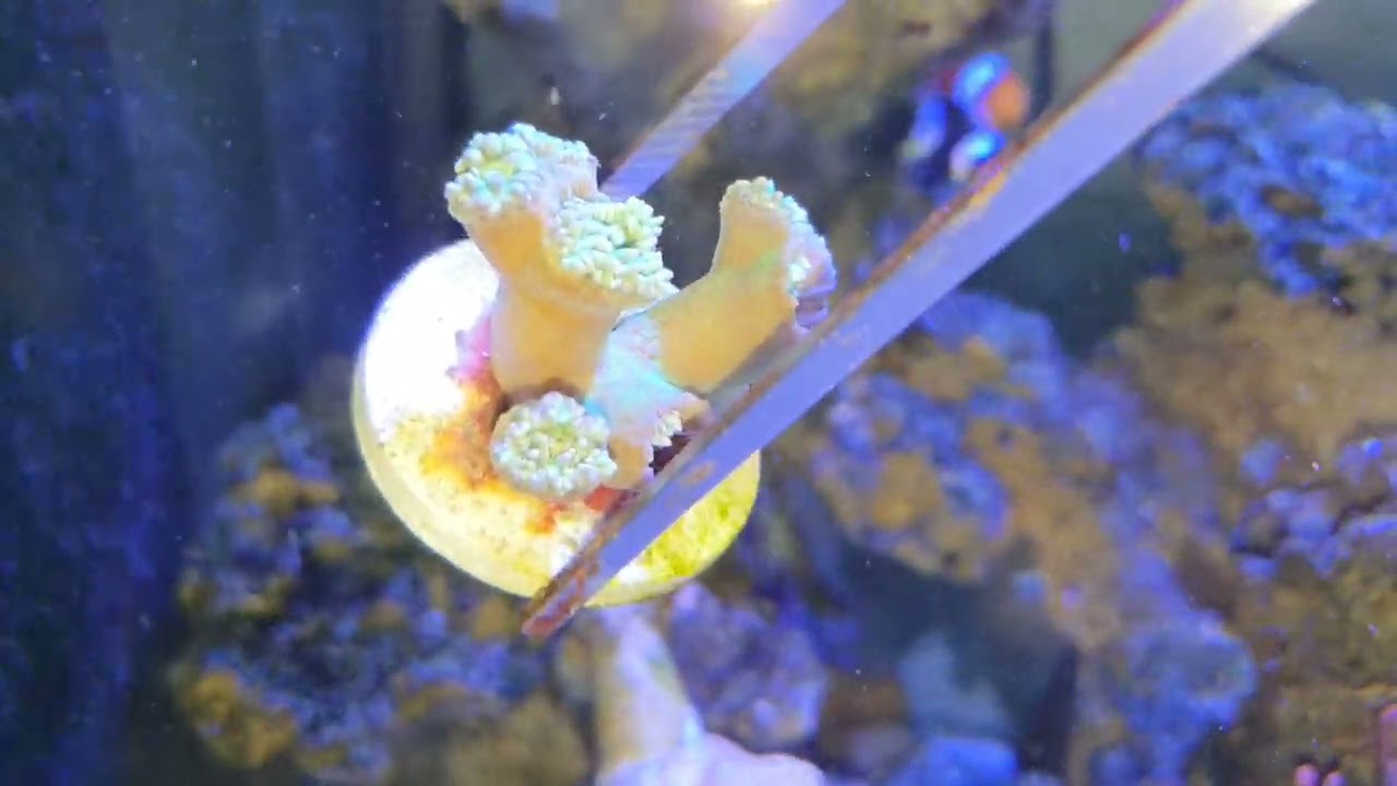 養有骨頭的軟體都會脫骨 海水缸問題 Youtube
