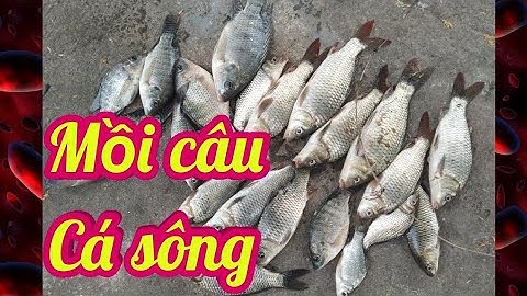Câu cá sông. Gặp đàn giật cháy nách.