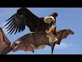 Eagle vs bats  eagle meat bat party
