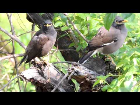 Acridotheres tristis (Обыкновенная майна)