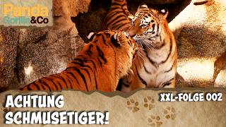 XXL-Valentinstag-Spezial: Bei den Tigern im Zoo ist Liebe Programm | Panda, Gorilla & Co.