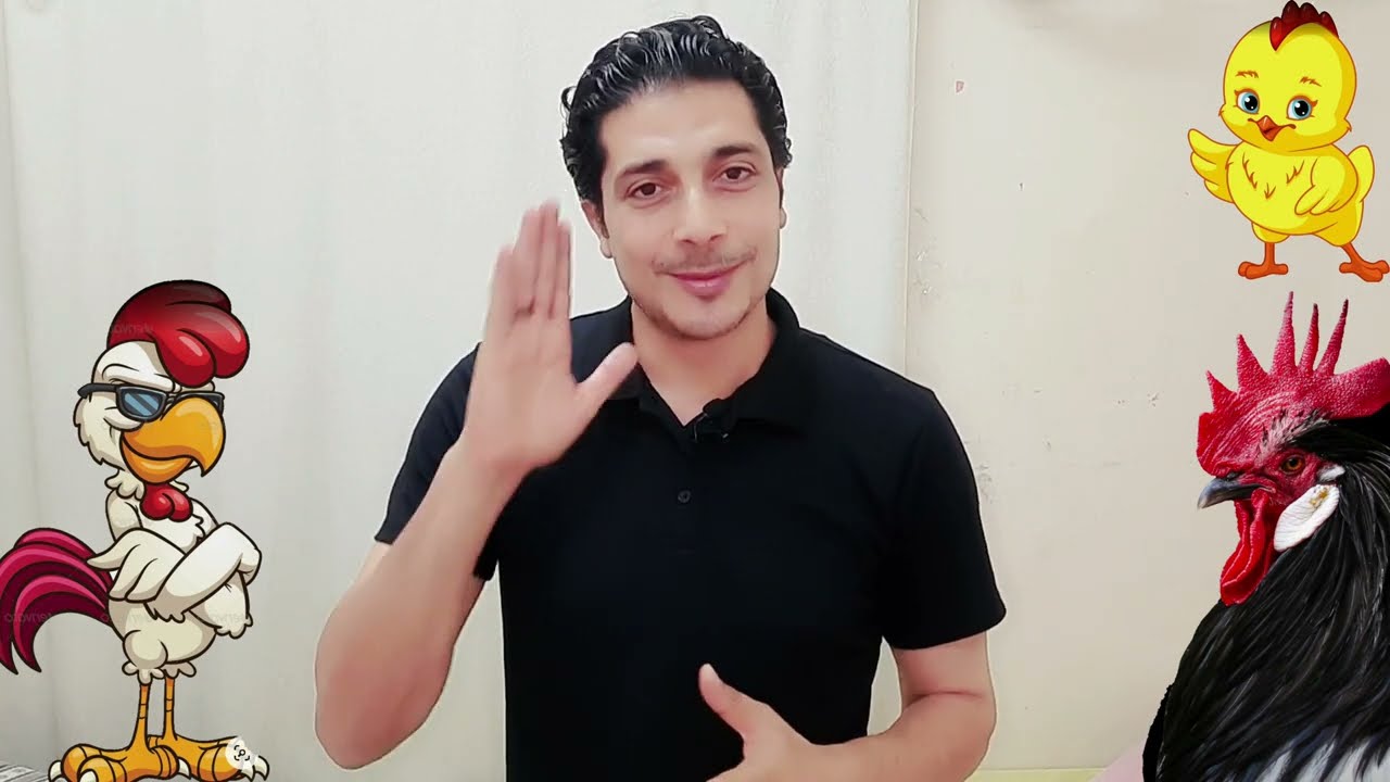 فوائد الخل فى تربية الدجاج واهمية الاحماض العضوية للفراخ