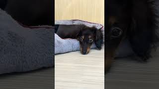 ミニチュア・ダックスフント | ペットショップ マルワン 小さめ子犬