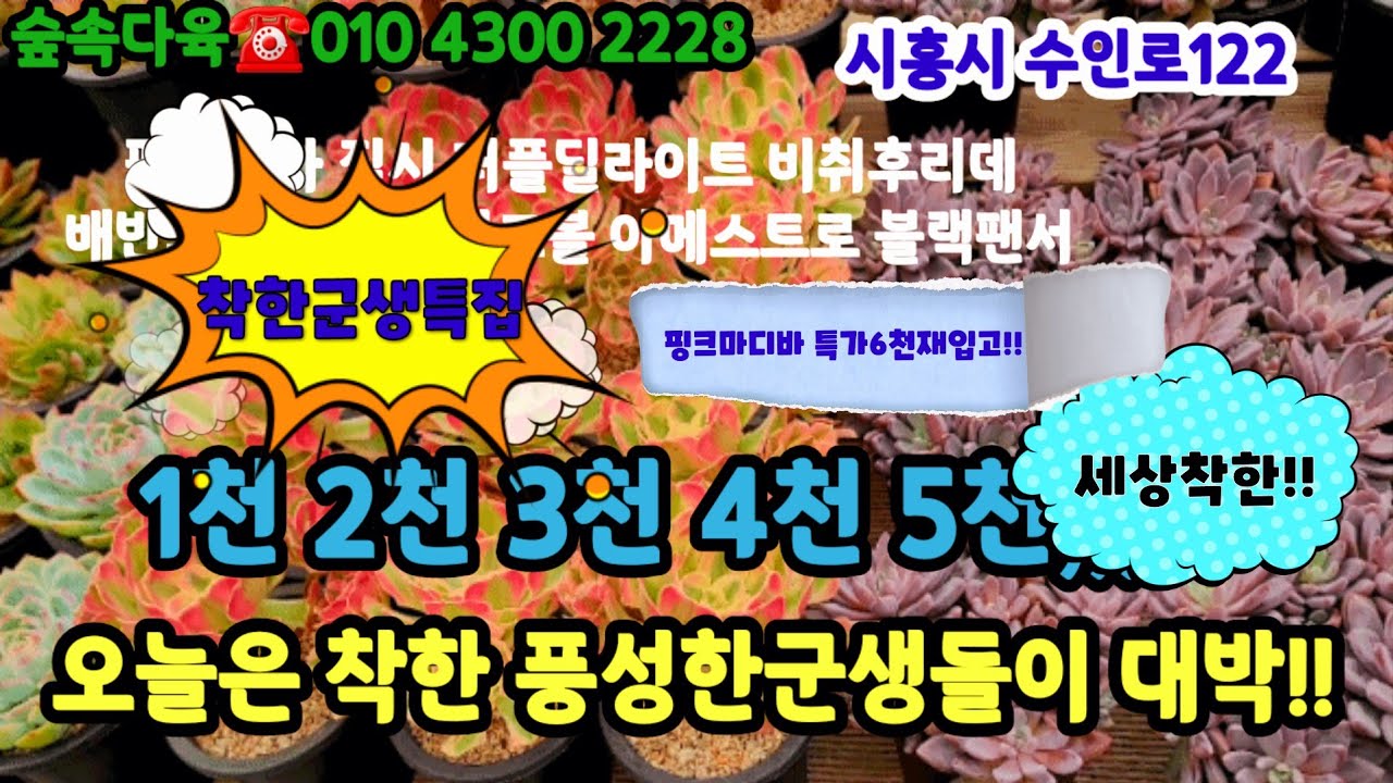 숲속다육 완전착한가격  신상군생 특집 천원부터!! 핑크마디바 특가6천등#초보다육 #다육쇼핑