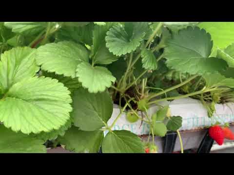 Видео: Грижа за безплодни ягодови растения - Как да отглеждаме безплодна ягодова почвена покривка