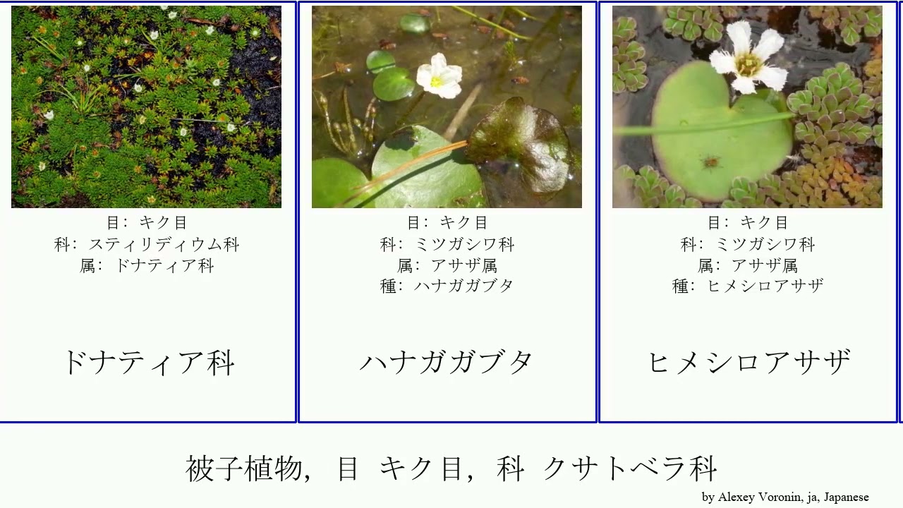 被子植物 目 キク目 科 クサトベラ科 Angiosperms ガガブタ ハナガガブタ ミツガシワ科 ユガミウチワ科 アサザ Futuremono ヒメシロアサザ アルセウオスミア科 アサザ属 Youtube