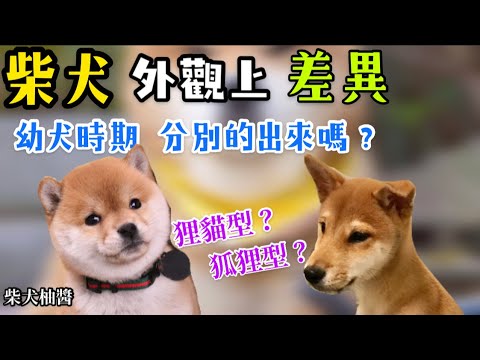 柴犬狗狗愛吃便便 怎麼辦 柴犬有分狸貓及狐狸型 柴犬柚醬柴柴頻道 Youtube 柴犬狗狗愛吃便便 怎麼辦 柴犬有分狸貓及狐狸型 柴犬柚醬柴柴頻道 Youtube