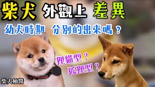 養柴犬前外型該怎麼挑選❓狗改不了吃屎又該怎麼辦呢❗ 柴犬柚醬 醬拔頻道